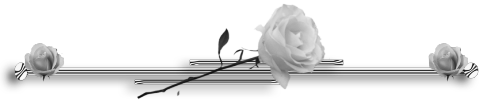 фотография белой розы